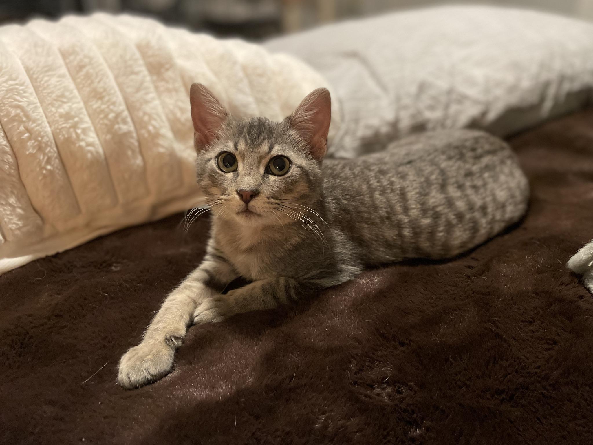 Smokey, a Adoptable Tabby in Houston, TX image 3/4