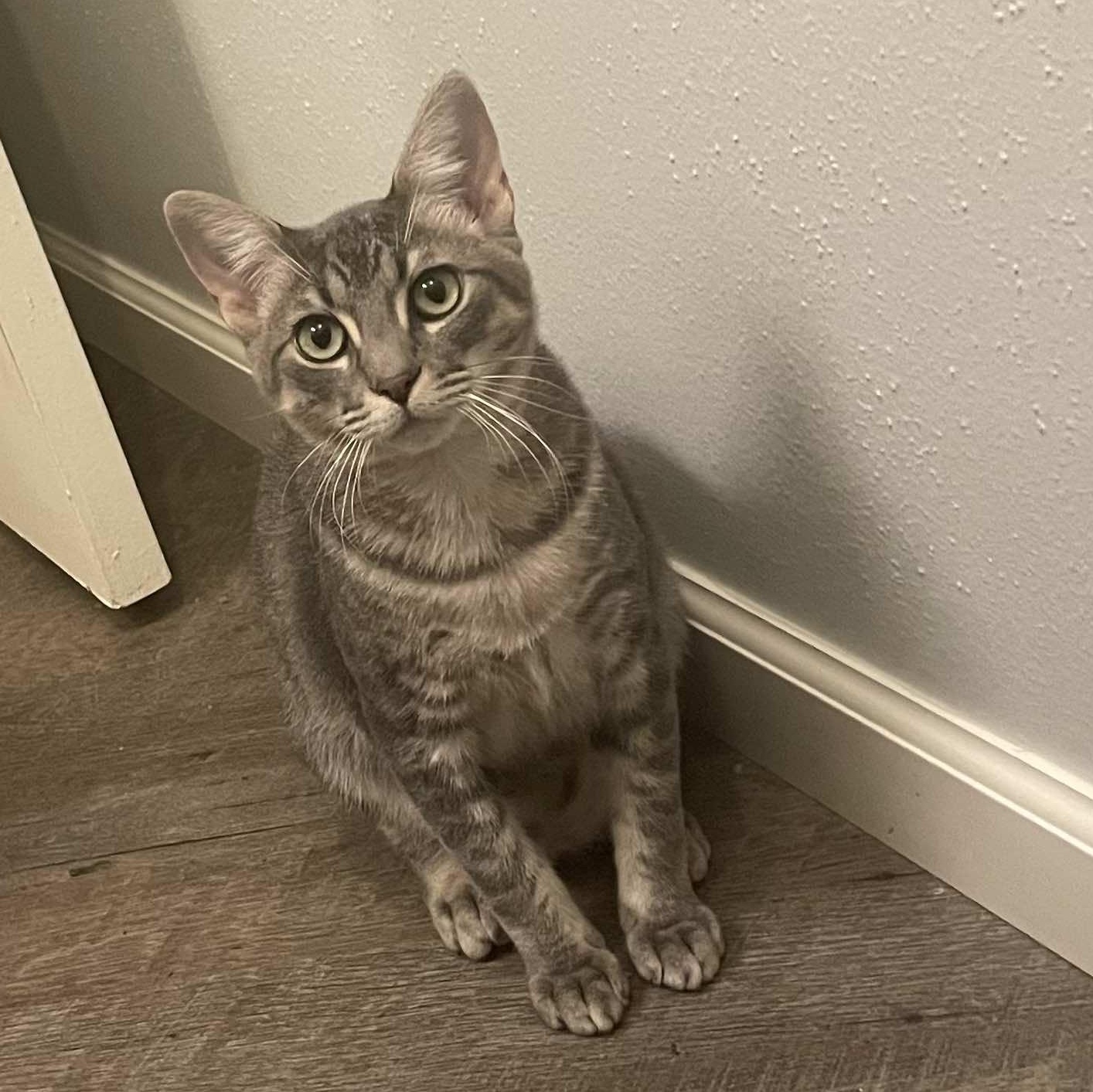 Smokey, Adoptable, Kitten Male Tabby.