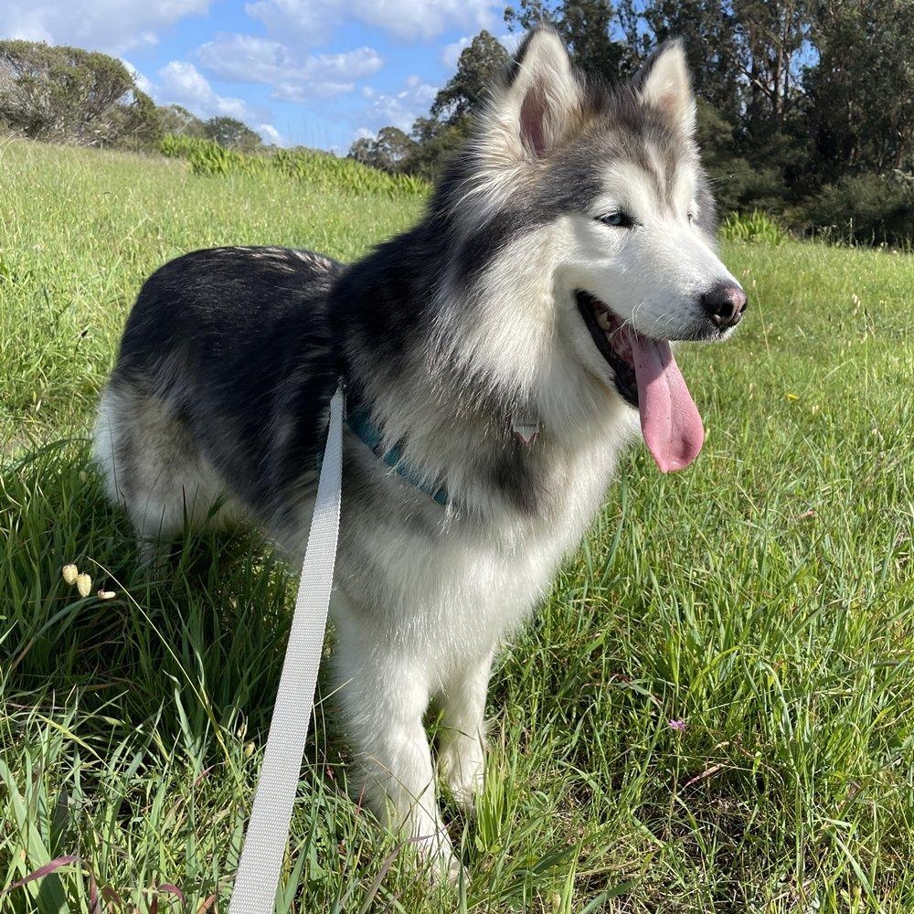 Enlarge Lavender, a ADOPTABLE Alaskan Malamute in Santa Cruz, CA image 2/6