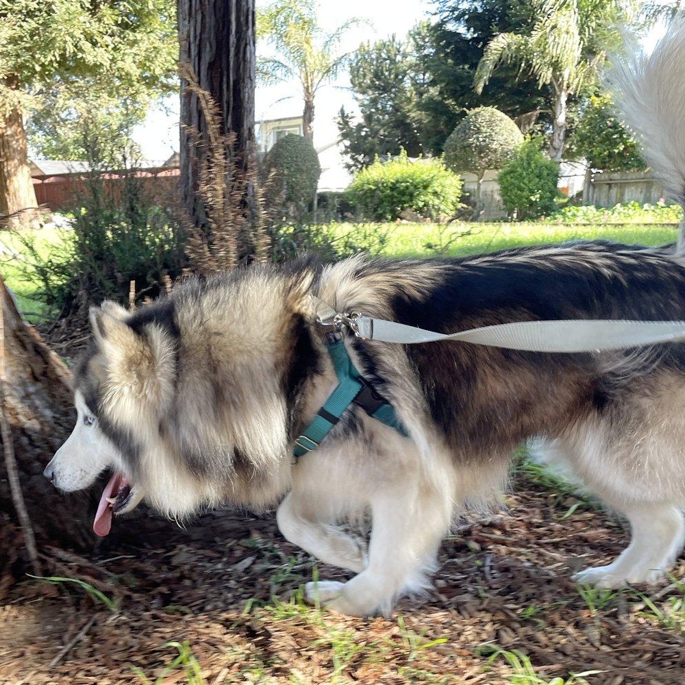 Enlarge Lavender, a ADOPTABLE Alaskan Malamute in Santa Cruz, CA image 6/6