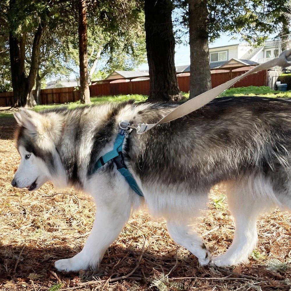 Enlarge Lavender, a ADOPTABLE Alaskan Malamute in Santa Cruz, CA image 5/6
