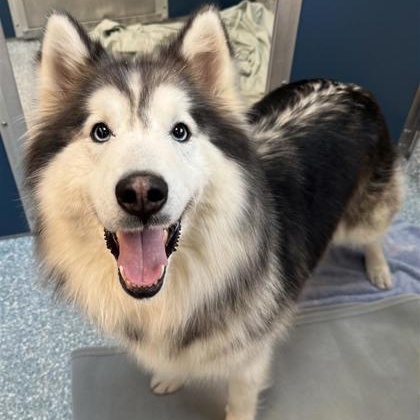 Enlarge Lavender, a ADOPTABLE Alaskan Malamute in Santa Cruz, CA image 1/6
