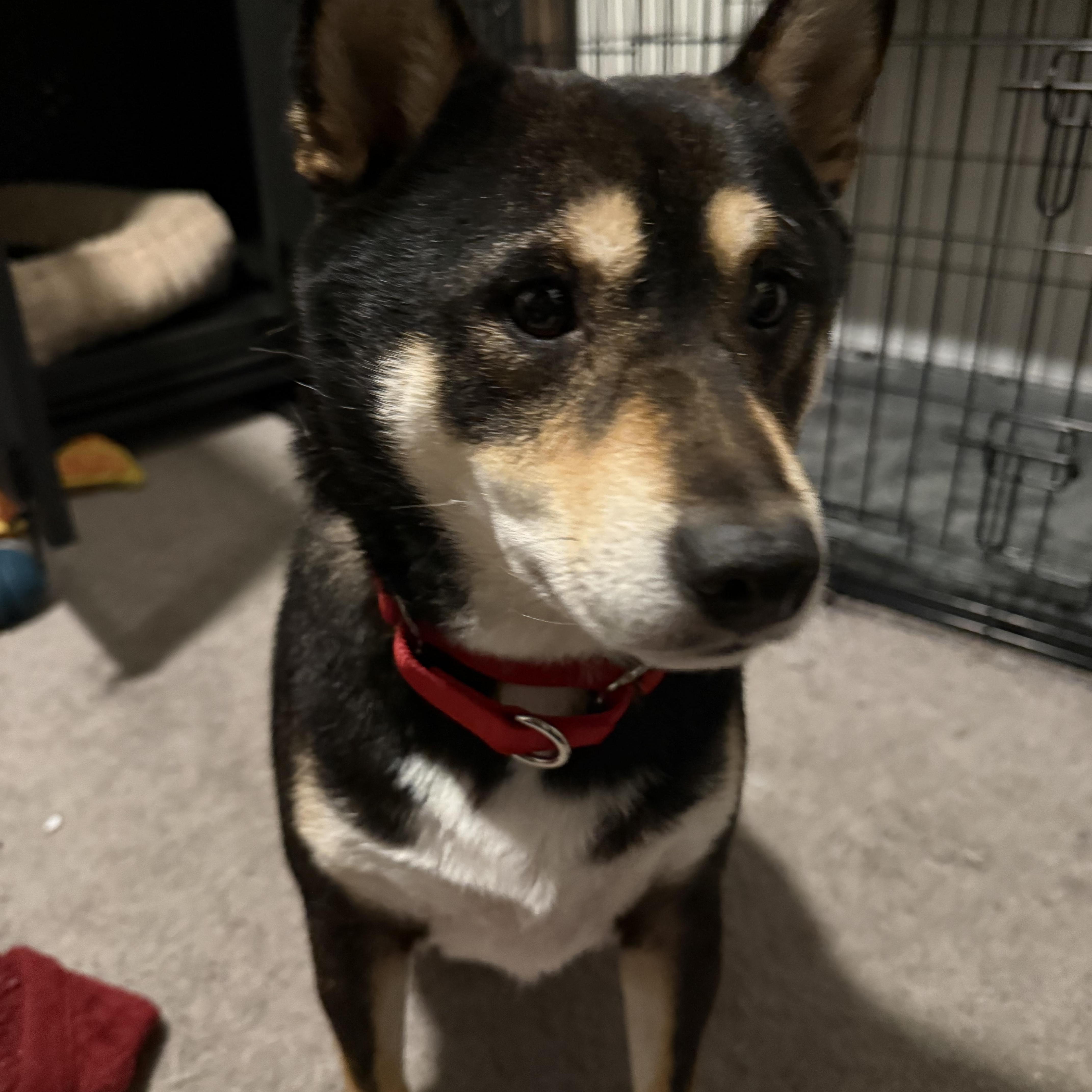 Enlarge Haru, an adopted Shiba Inu in Plant City, FL image 2/6