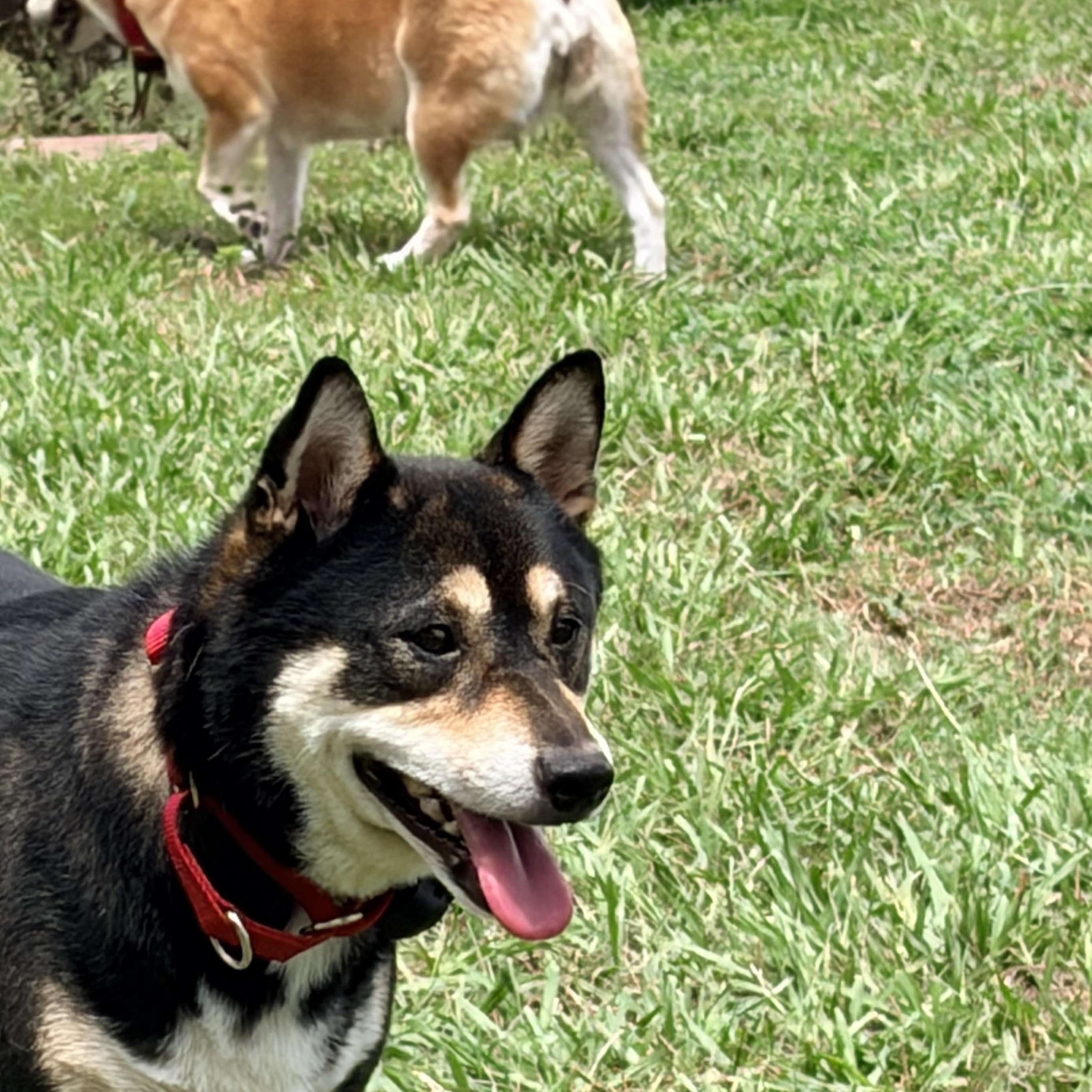Enlarge Haru, an adopted Shiba Inu in Plant City, FL image 4/6