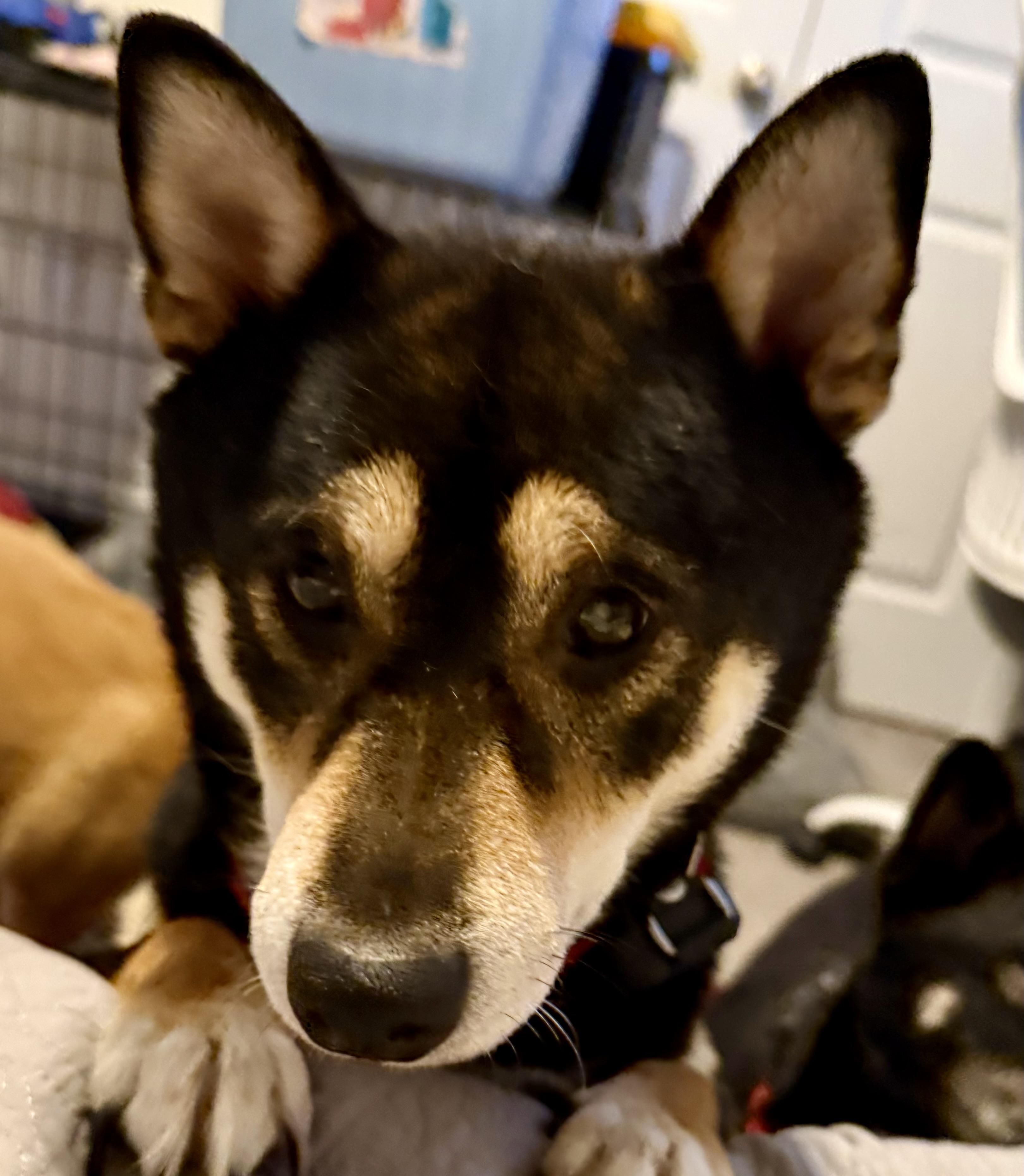 Enlarge Haru, an adopted Shiba Inu in Plant City, FL image 6/6