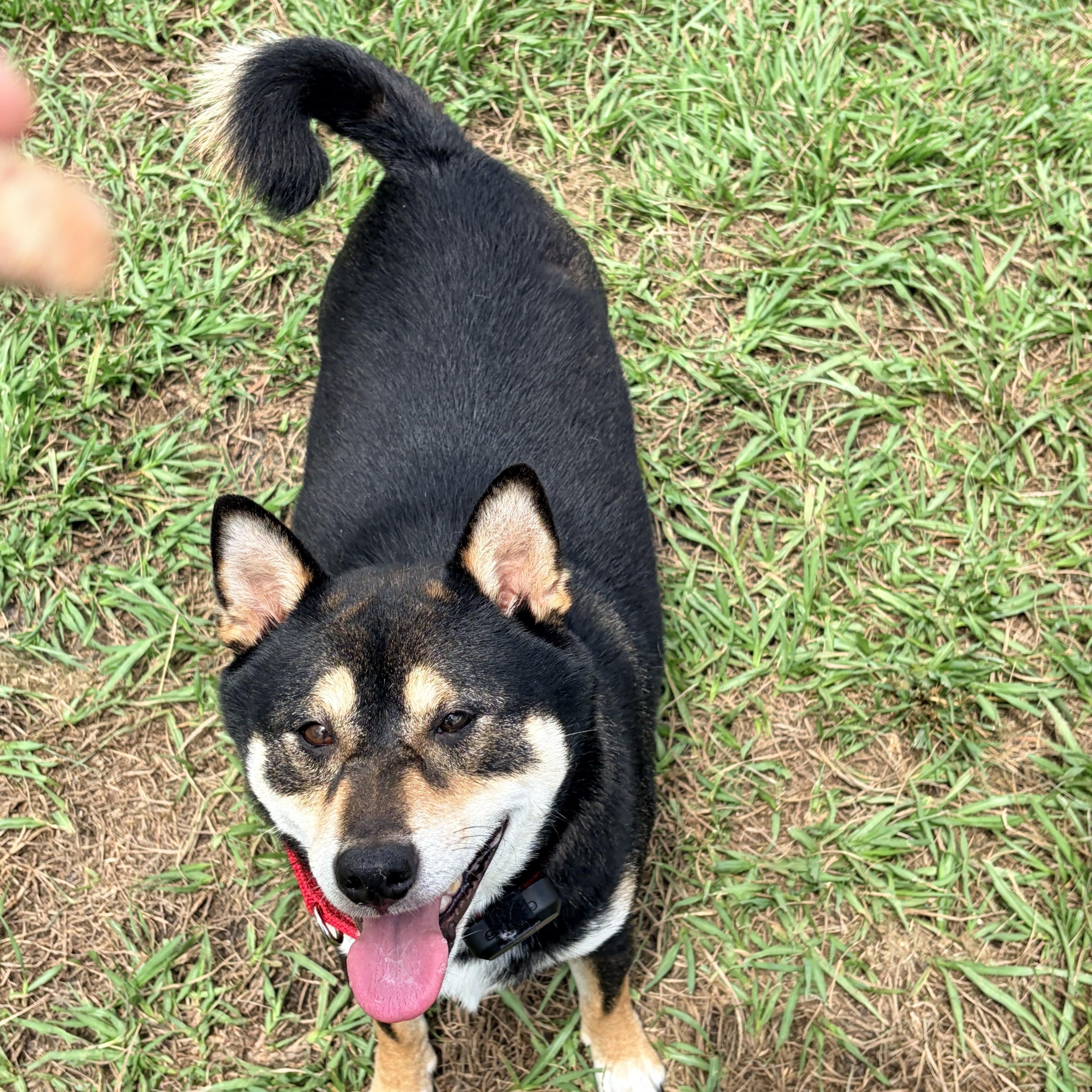 Enlarge Haru, an adopted Shiba Inu in Plant City, FL image 3/6