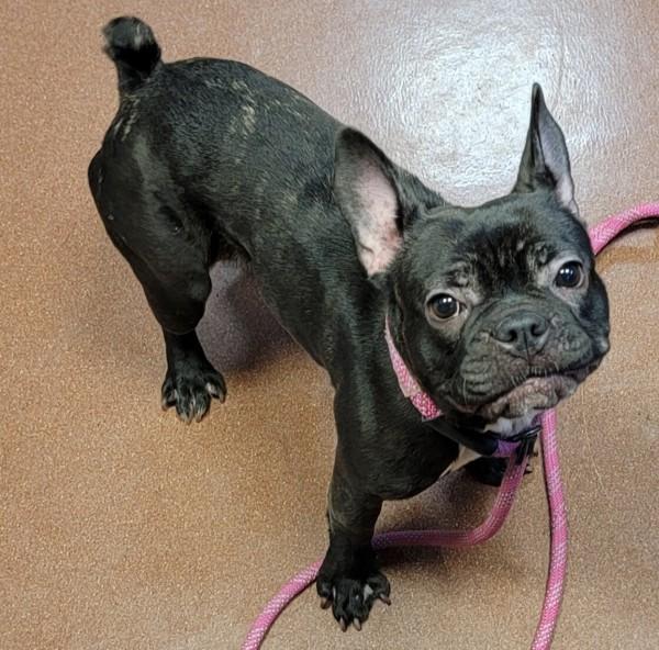 Molly, Adoptable, Young Female French Bulldog.
