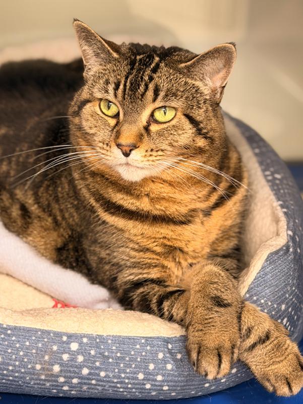 Enlarge Polly, a Adoptable Domestic Short Hair in Cherryfield, ME image 2/2