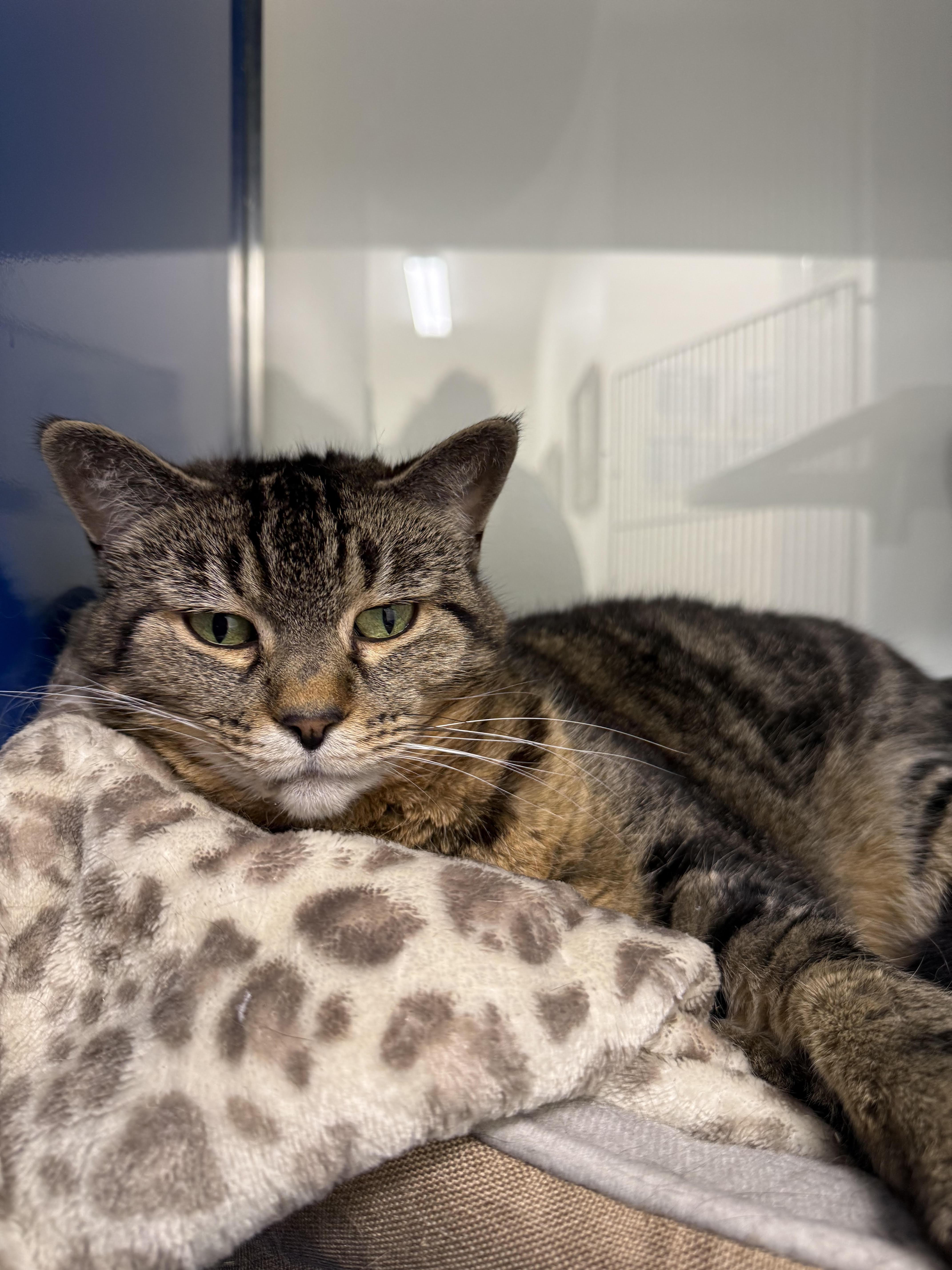 Polly, Adoptable, Senior Female Domestic Short Hair.