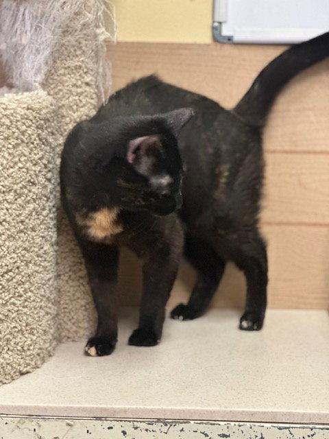 Amanda (26-040), Adoptable, Adult Female Tortoiseshell.