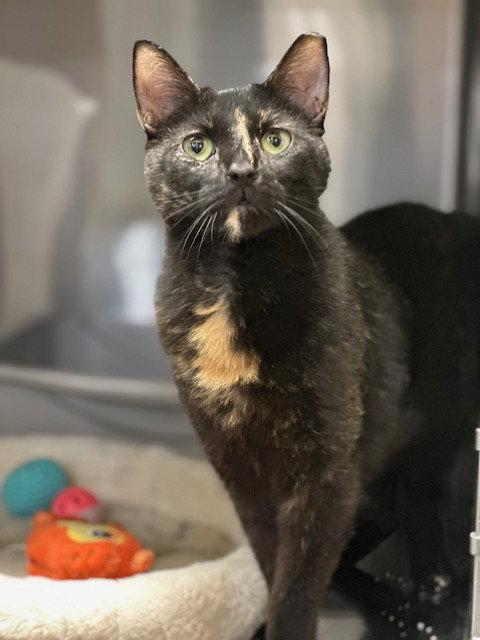 Amanda (26-040), a Adoptable Tortoiseshell in Ocean Pines, MD image 2/2