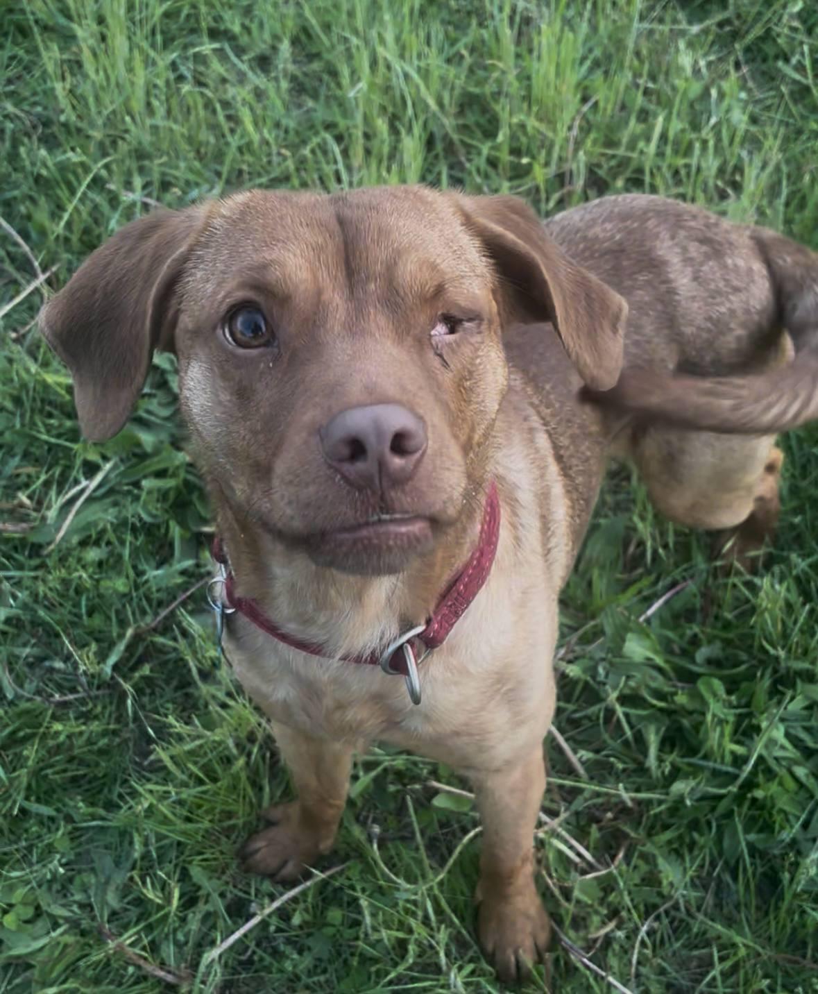 Tiger, Adult Male Beagle