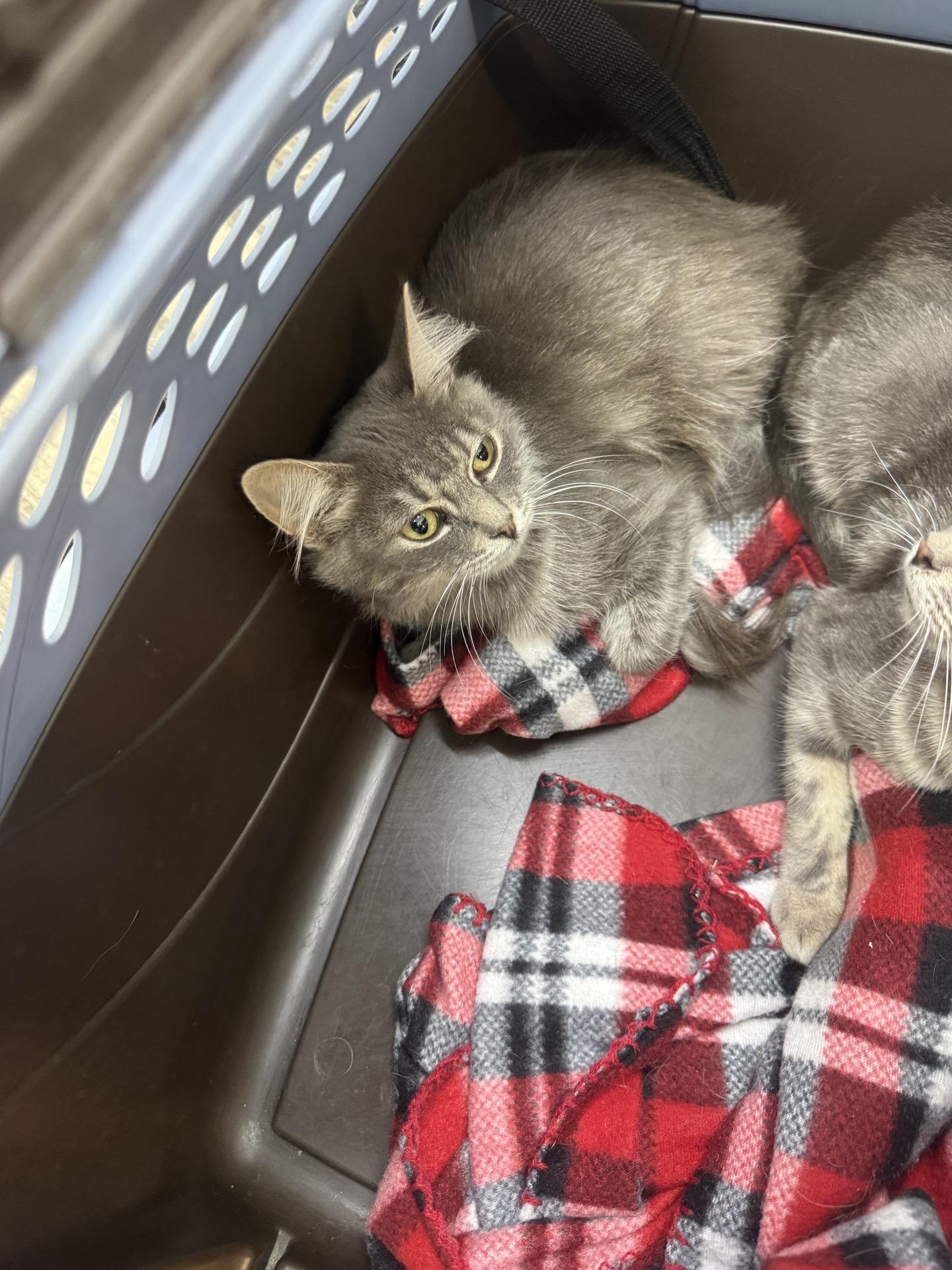 Gwen, Adoptable, Young Female Domestic Medium Hair.