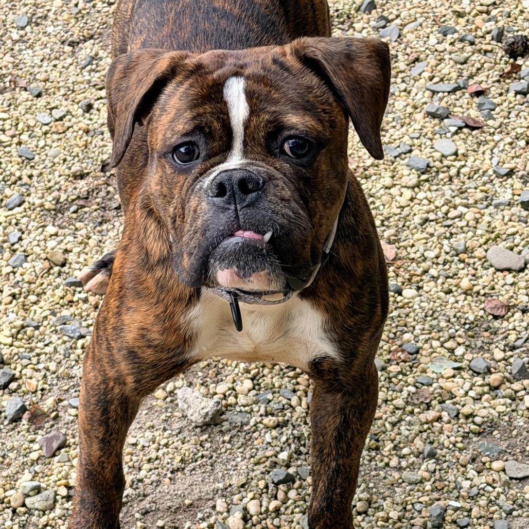 Enlarge Ladybug, a Adoptable mixed breed in Newark, NJ image 1/6