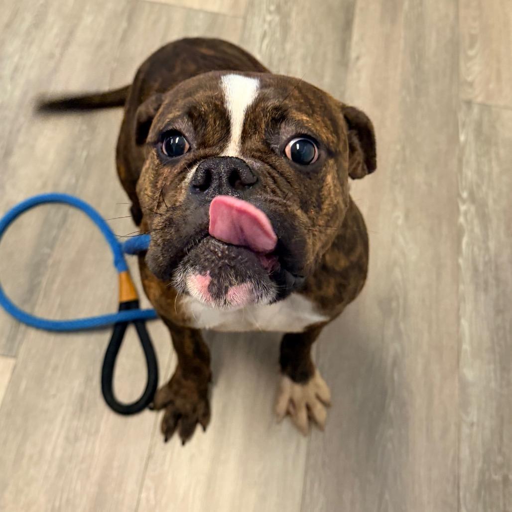 Enlarge Ladybug, a Adoptable mixed breed in Newark, NJ image 4/6
