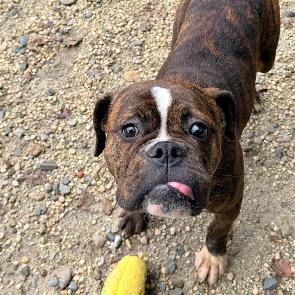 Enlarge Ladybug, a Adoptable mixed breed in Newark, NJ image 5/6