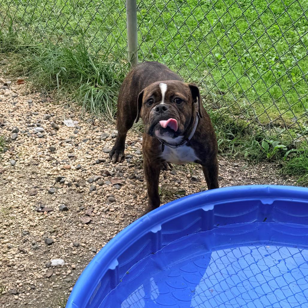Enlarge Ladybug, a Adoptable mixed breed in Newark, NJ image 6/6