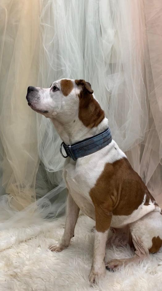 Monte, Adoptable, Adult Male Pit Bull Terrier.