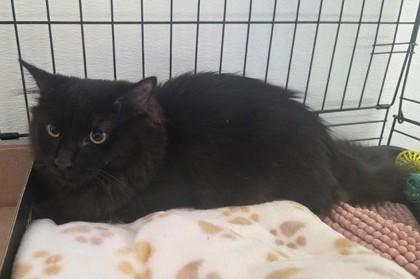 Enlarge Faye, a Adoptable mixed breed in Clinton, MO image 1/1