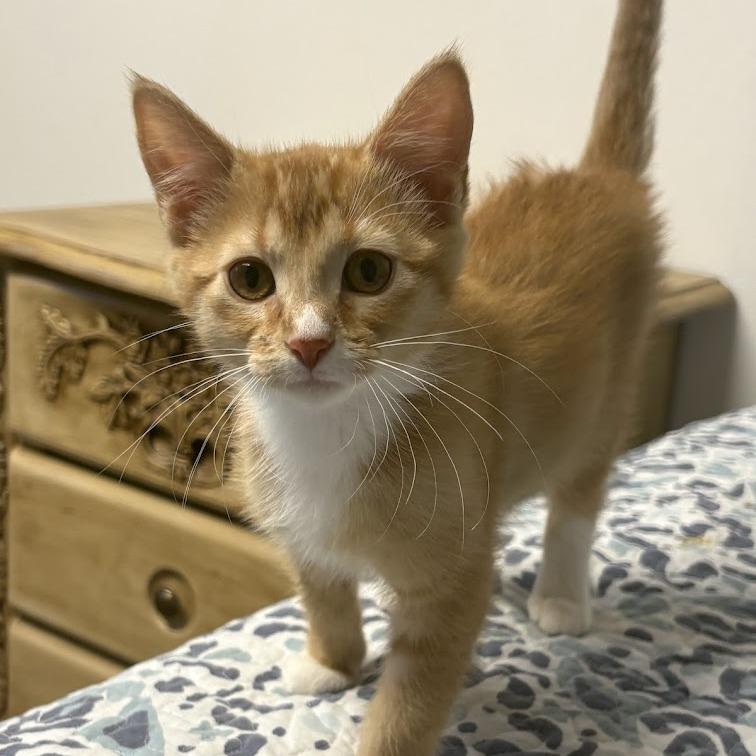 Kiwi, Adoptable, Young Female Domestic Short Hair.