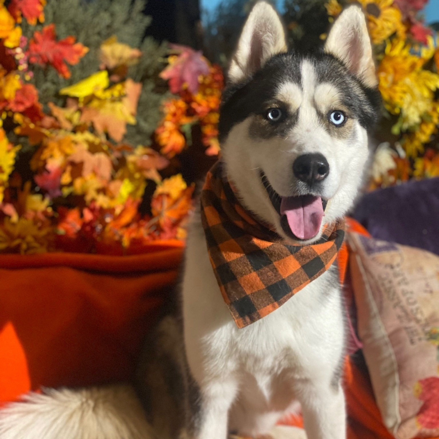 Enlarge Tony, a Adoptable Siberian Husky in Acton, CA image 1/3