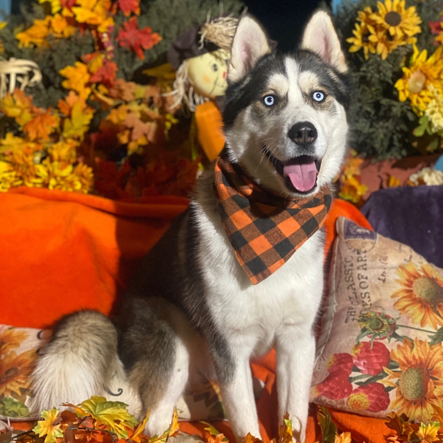 Enlarge Tony, a Adoptable Siberian Husky in Acton, CA image 2/3