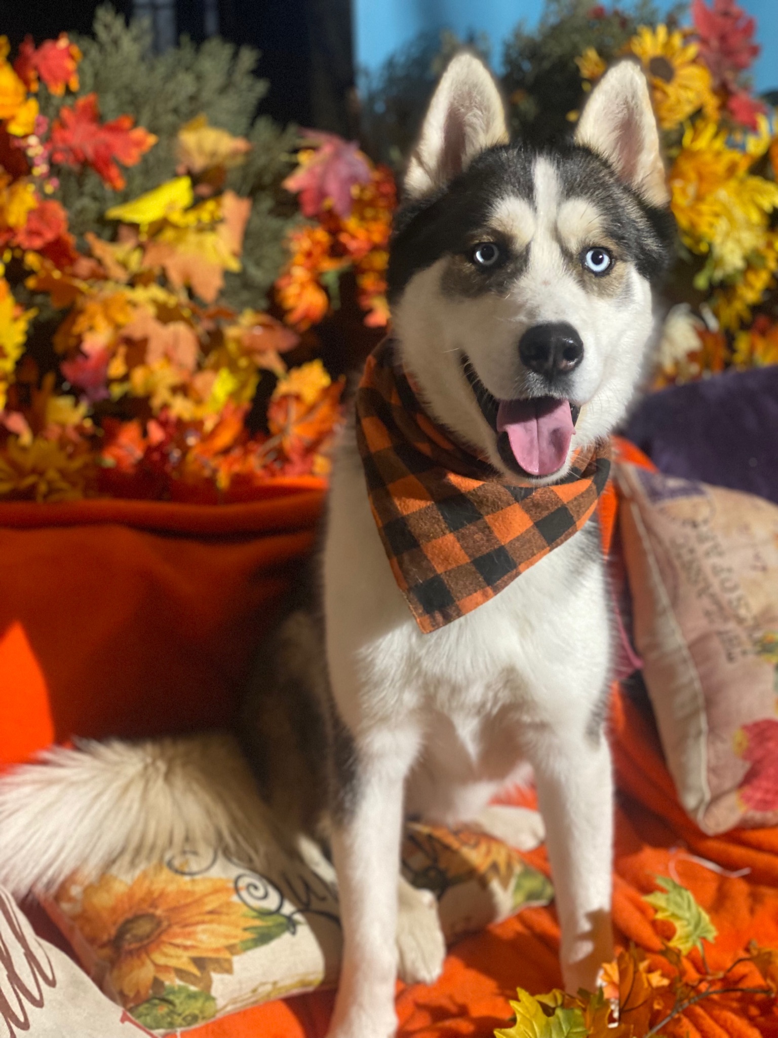 Enlarge Tony, a Adoptable Siberian Husky in Acton, CA image 3/3