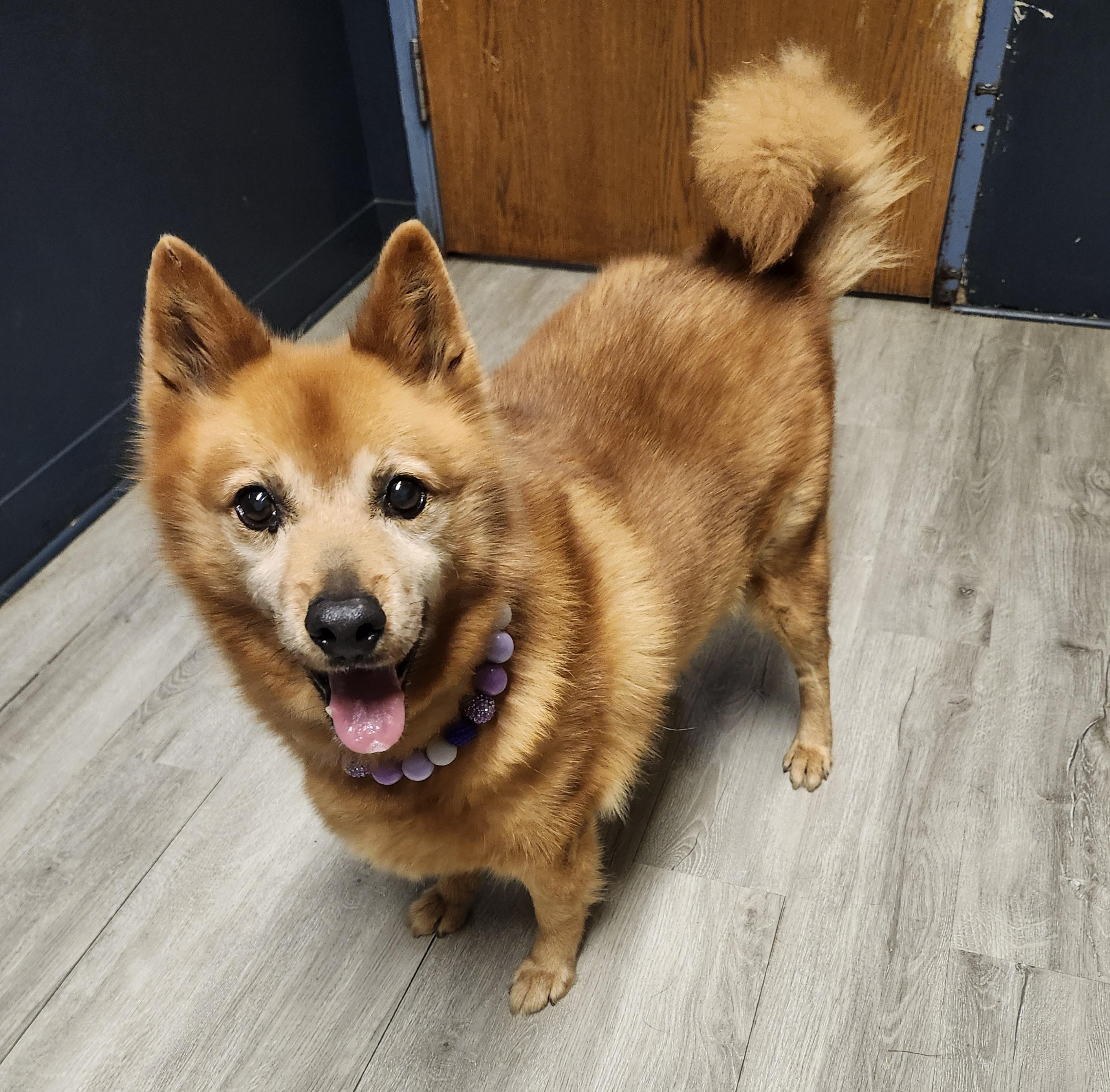 Enlarge Lucy Loo, a Adoptable mixed breed in Mansfield, OH image 2/4