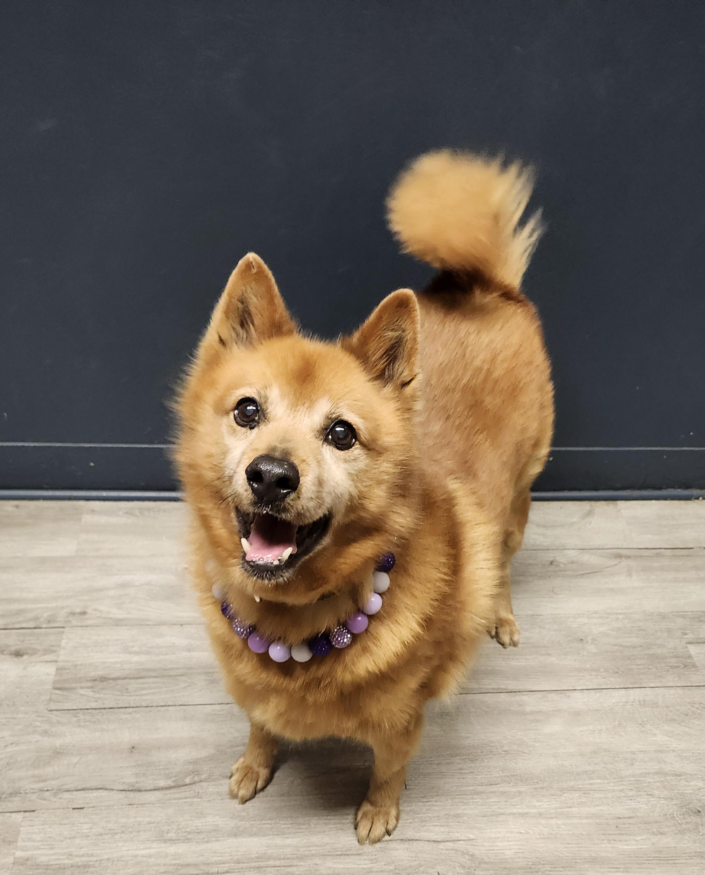 Enlarge Lucy Loo, a Adoptable mixed breed in Mansfield, OH image 4/4