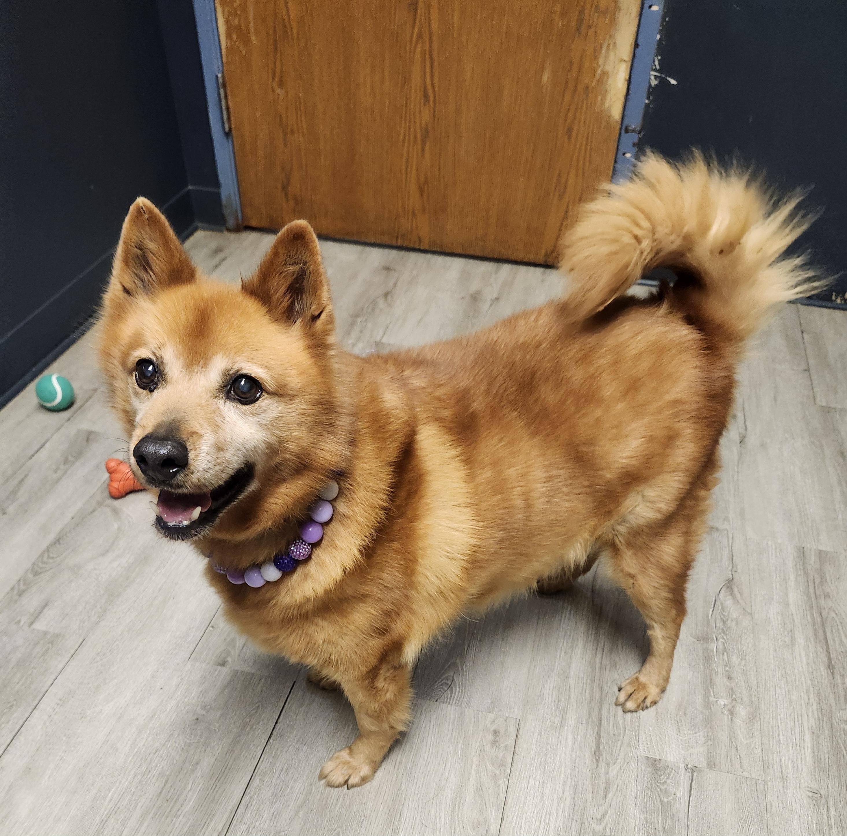 Enlarge Lucy Loo, a Adoptable mixed breed in Mansfield, OH image 3/4