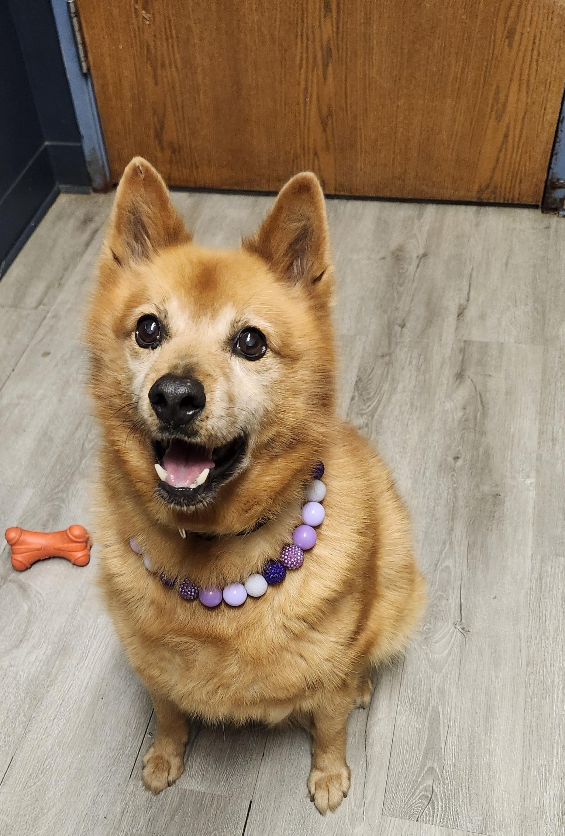 Enlarge Lucy Loo, a Adoptable mixed breed in Mansfield, OH image 1/4