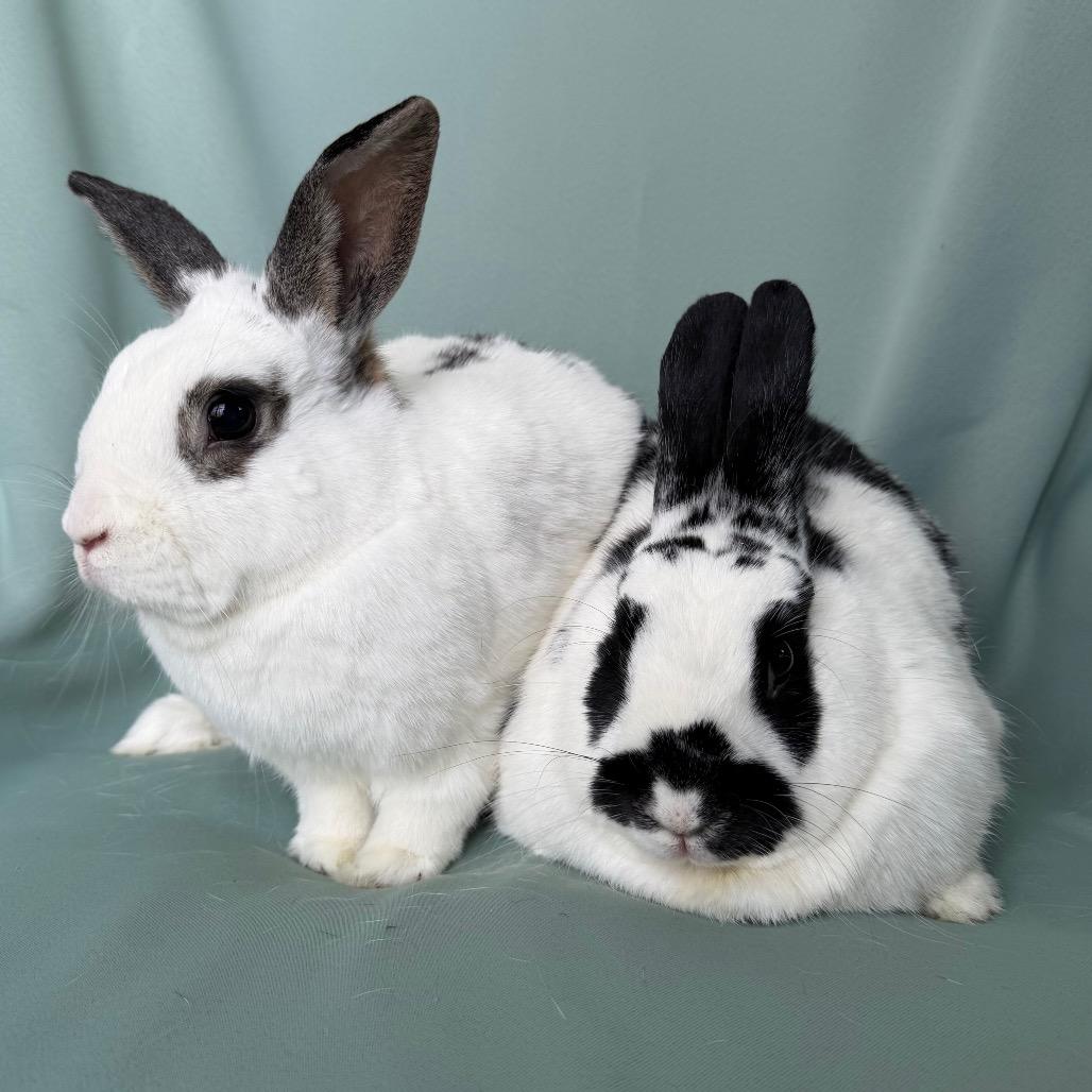 Enlarge Artemis (bonded with Aphrodite), an adoptable English Spot in Columbia, MD image 4/4