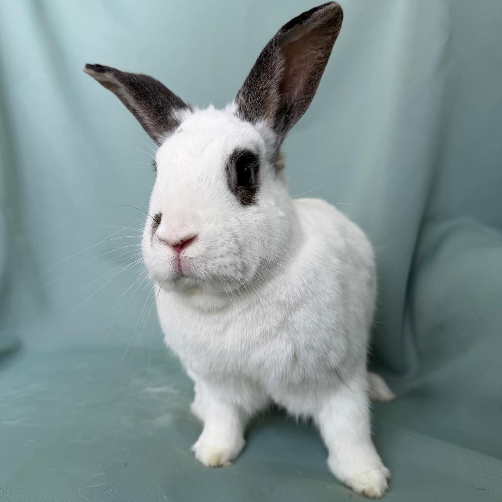 Enlarge Artemis (bonded with Aphrodite), an adoptable English Spot in Columbia, MD image 3/4