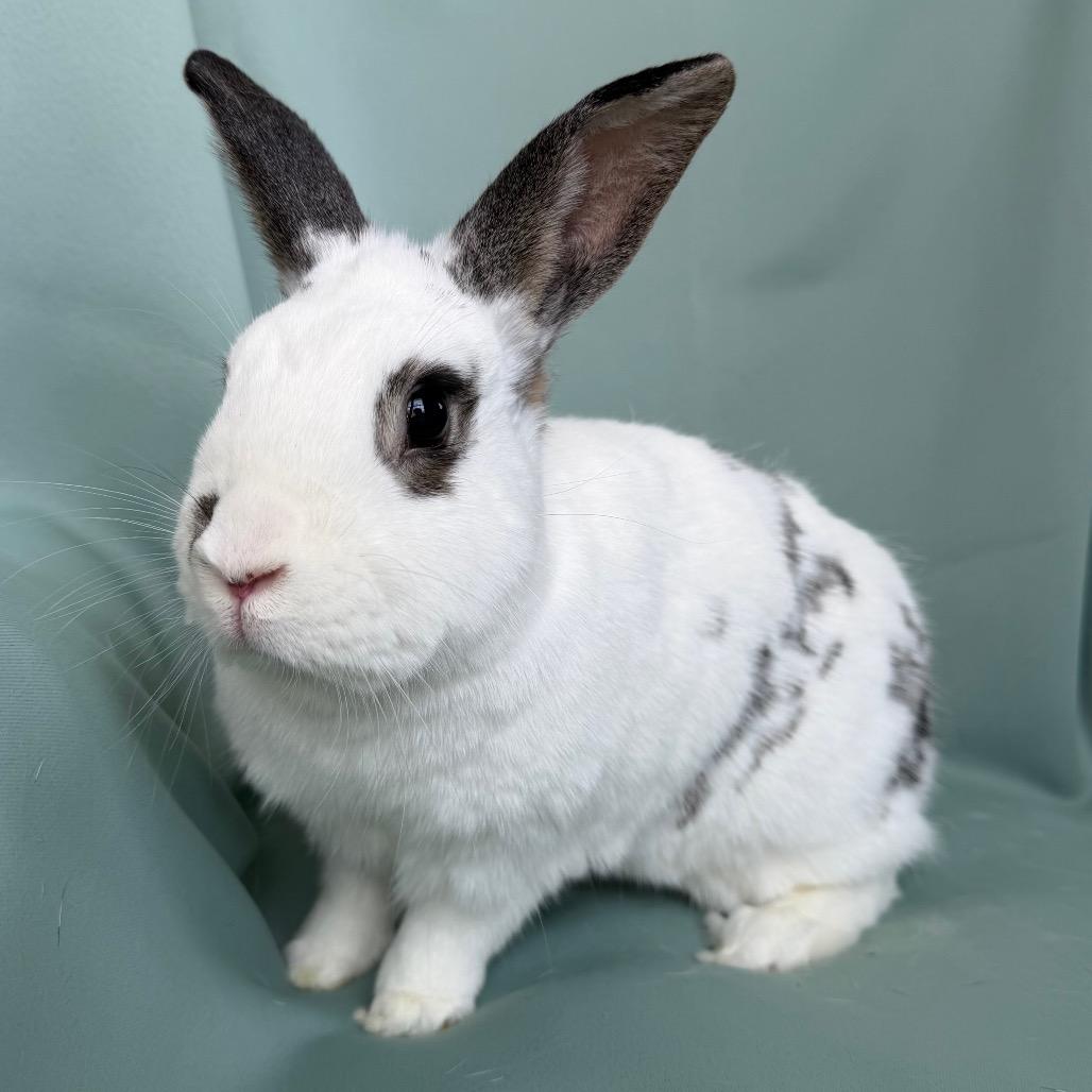 Enlarge Artemis (bonded with Aphrodite), an adoptable English Spot in Columbia, MD image 1/4