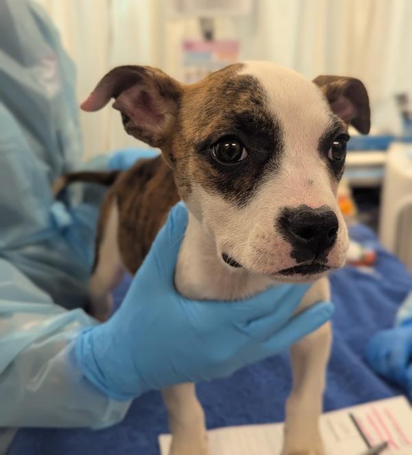 Malibu Stacy, Adoptable, Puppy Female Boxer.