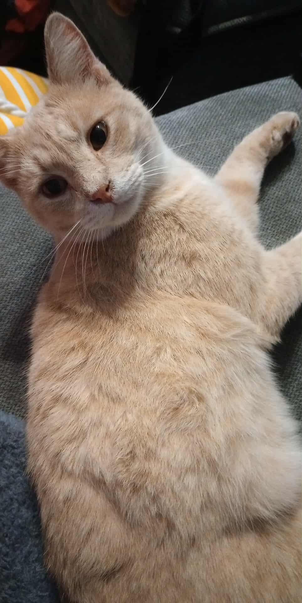 Hercules, Adoptable, Young Male Tabby.