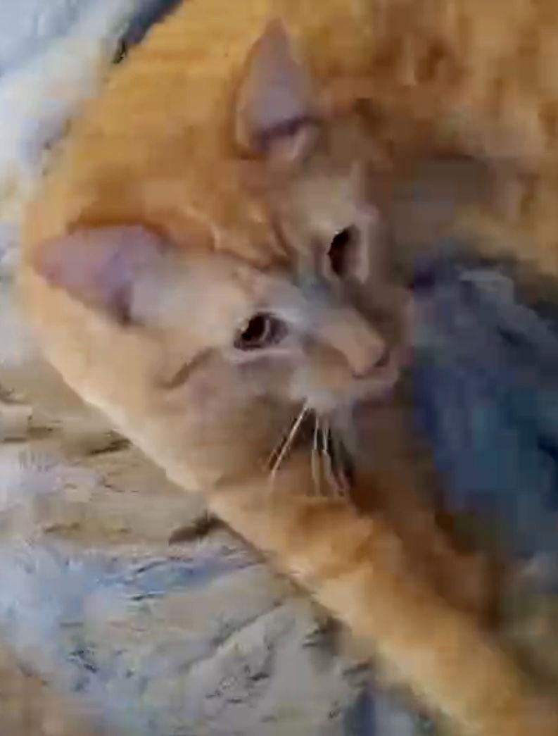 Hercules, a Adoptable Tabby in Piedmont, MO image 3/3