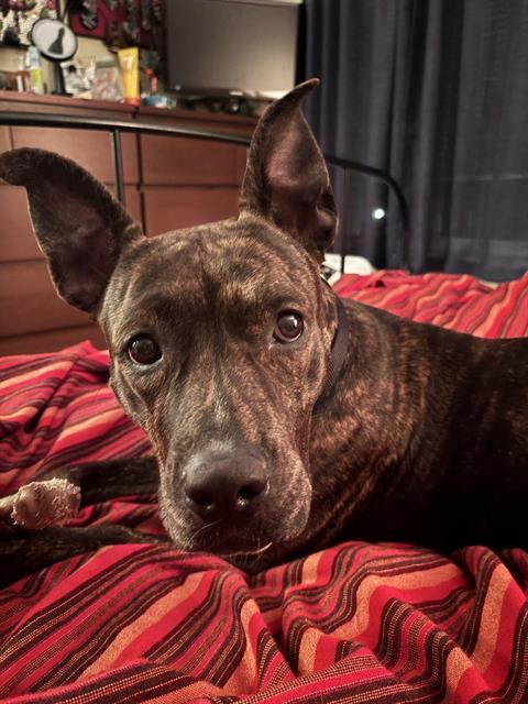 WHISP, Adoptable, Adult Female Pit Bull Terrier.