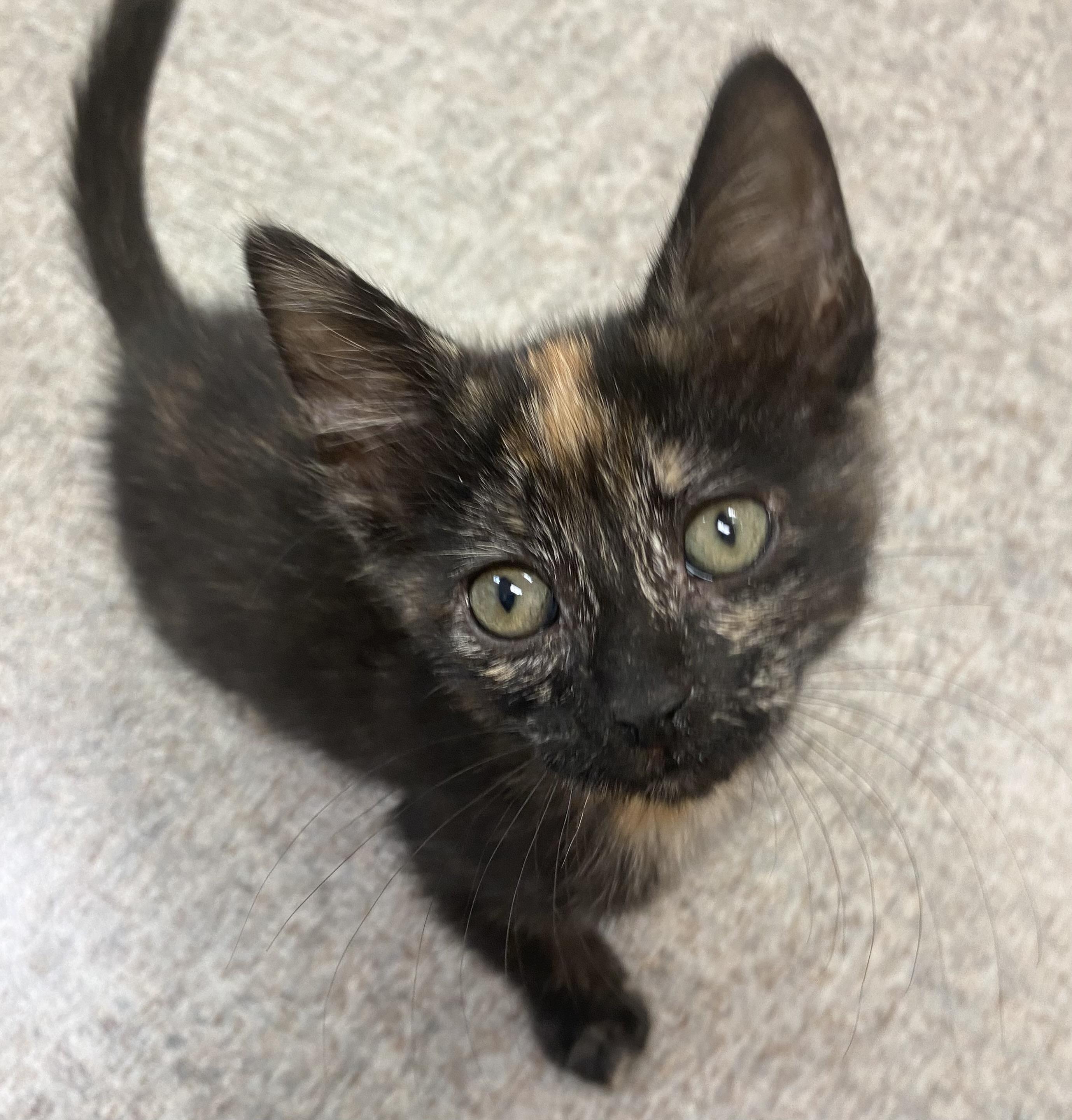 Enlarge Gingy, a Adoptable Domestic Short Hair in Pocatello, ID image 3/6