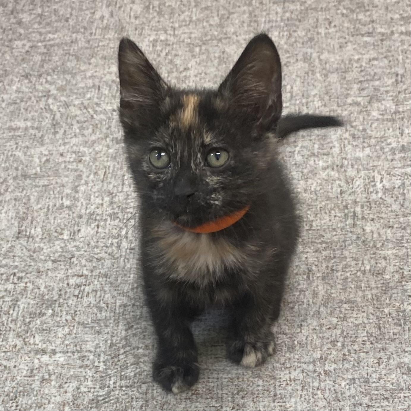 Enlarge Gingy, a Adoptable Domestic Short Hair in Pocatello, ID image 2/6