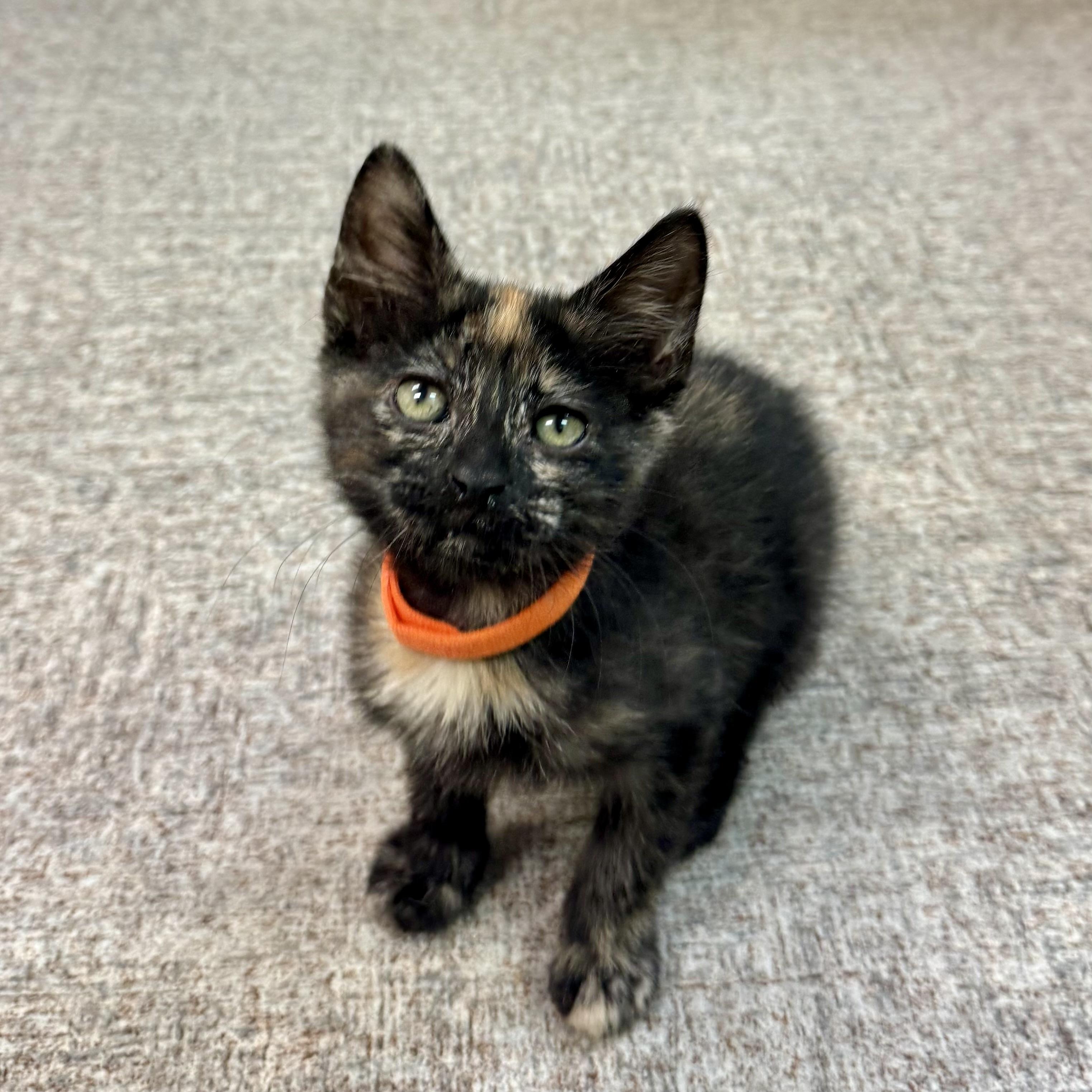Gingy, Adoptable, Kitten Female Domestic Short Hair.