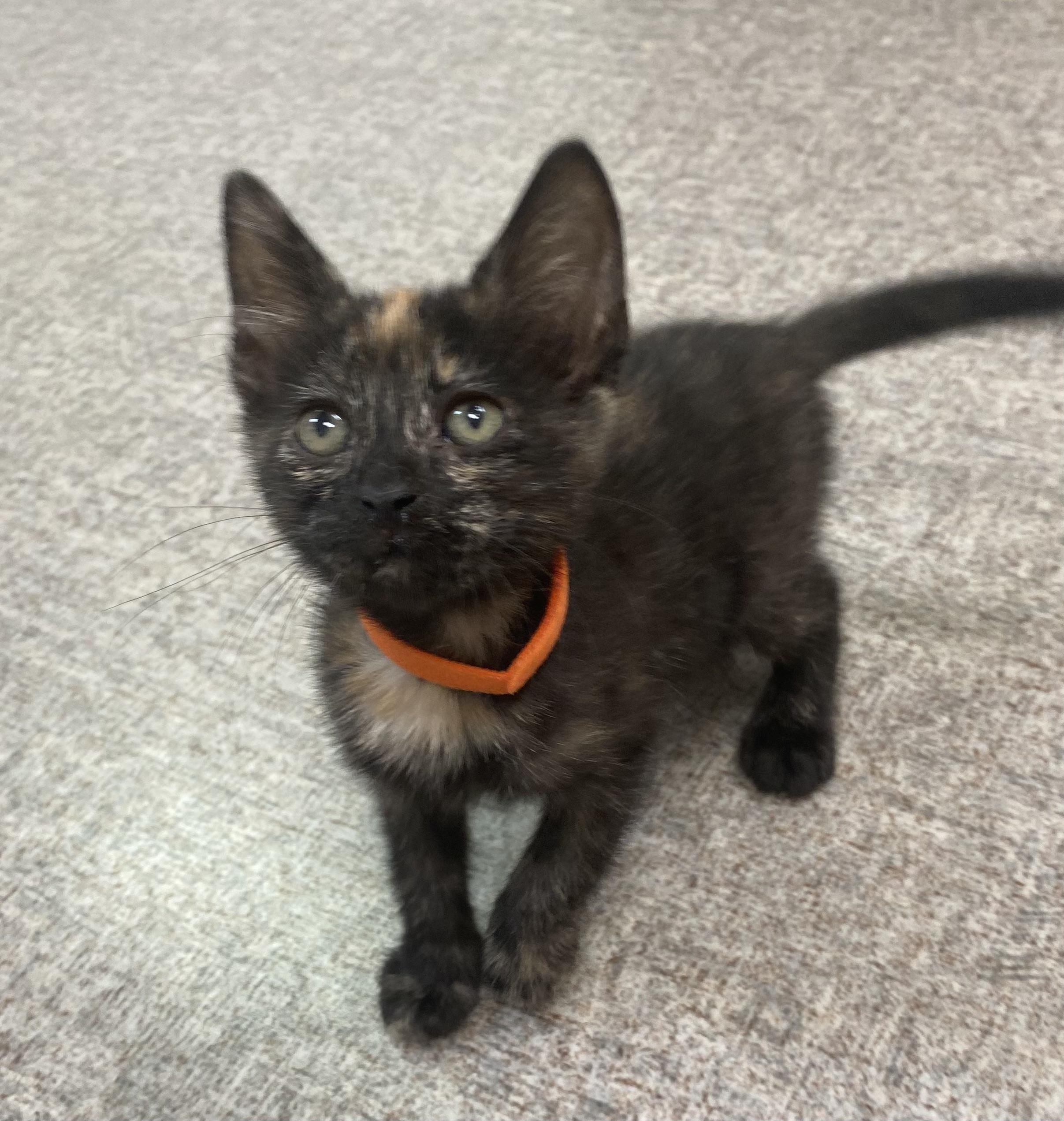 Enlarge Gingy, a Adoptable Domestic Short Hair in Pocatello, ID image 6/6