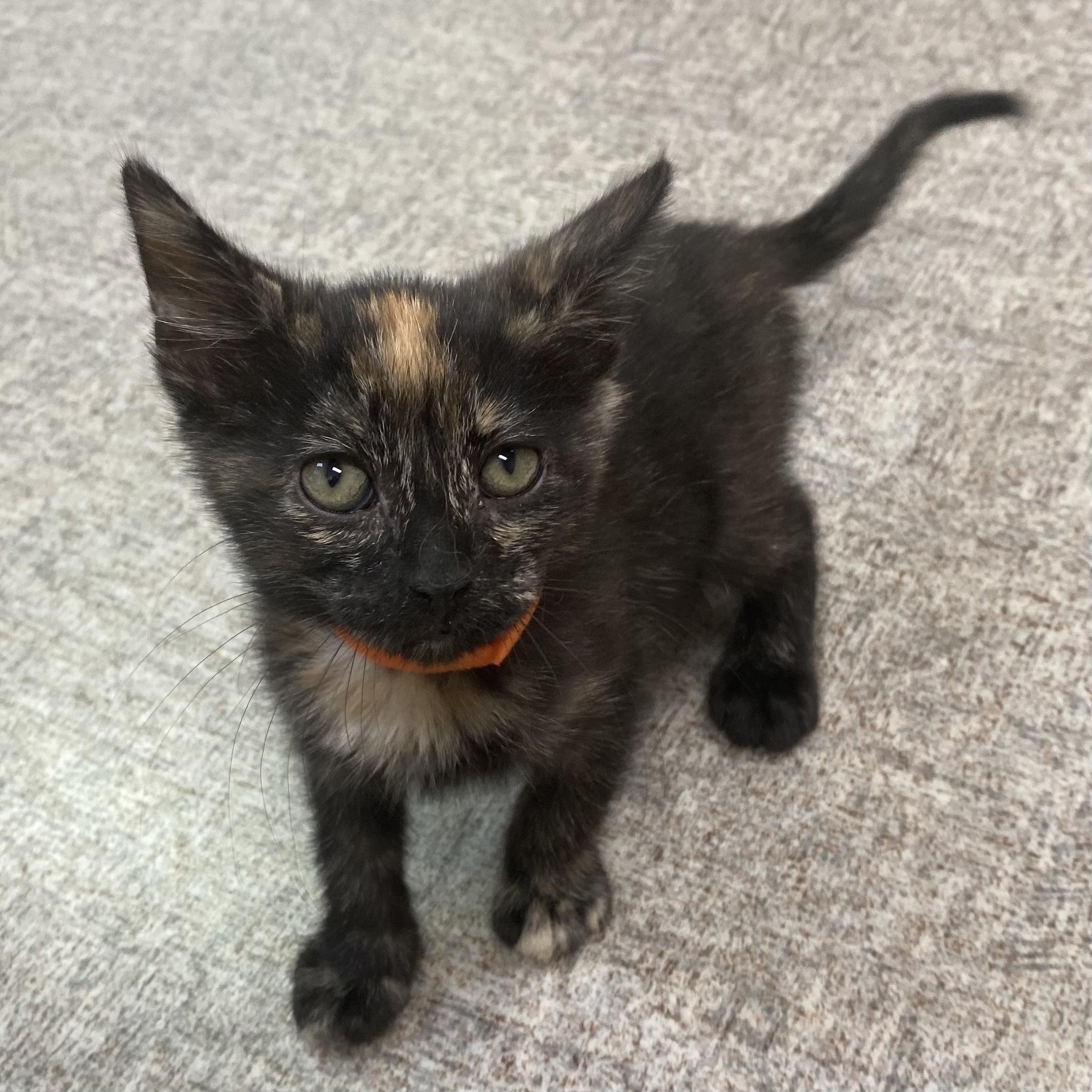 Enlarge Gingy, a Adoptable Domestic Short Hair in Pocatello, ID image 4/6