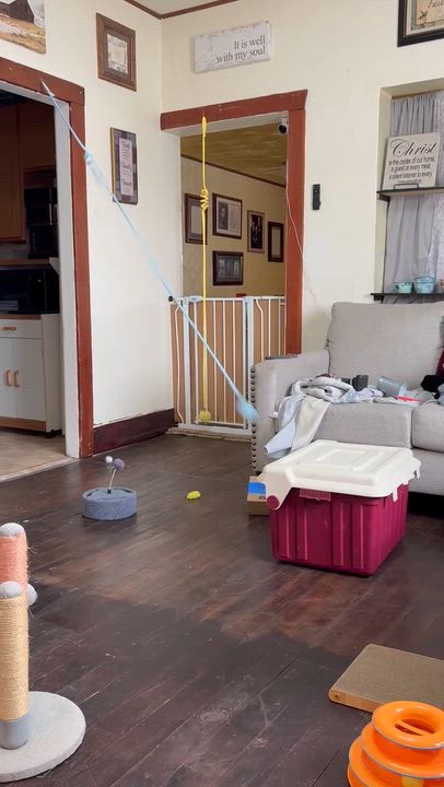 Enlarge Gingy, an adoptable Domestic Short Hair in Pocatello, ID video 2/5