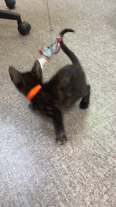 Enlarge Gingy, a Adoptable Domestic Short Hair in Pocatello, ID video 5/6