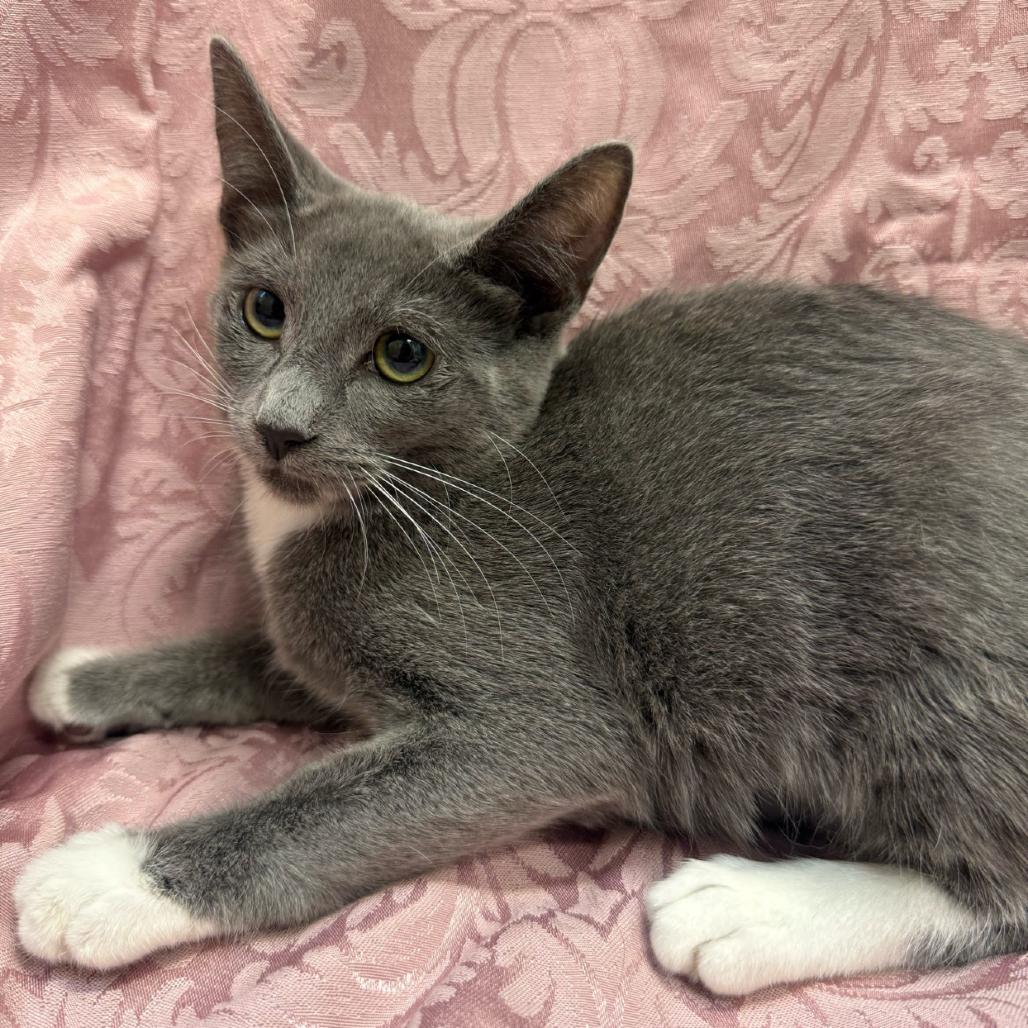 Enlarge Drift, a Adoptable Domestic Short Hair in Brea, CA image 1/1