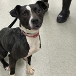 Enlarge Tweet, a ADOPTABLE mixed breed in Dubuque, IA image 2/2