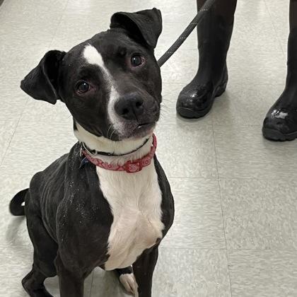 Enlarge Tweet, a ADOPTABLE mixed breed in Dubuque, IA image 1/2