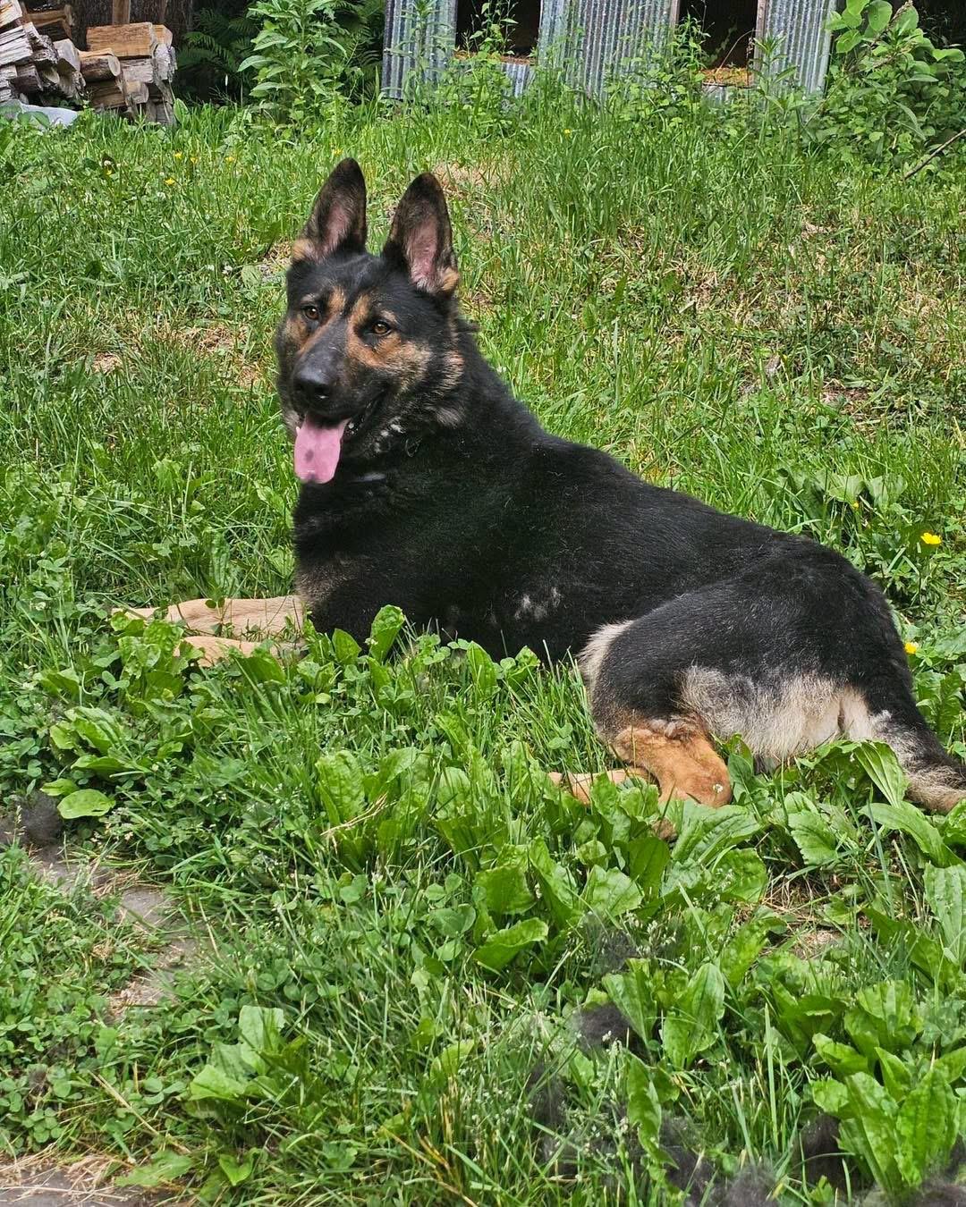 Cooper, a ADOPTABLE German Shepherd Dog in Tannersville, NY image 1/6