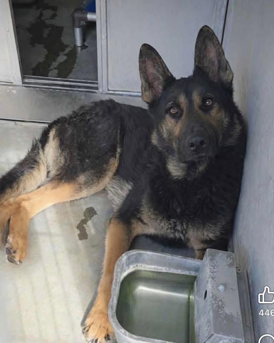 Cooper, a ADOPTABLE German Shepherd Dog in Tannersville, NY image 6/6